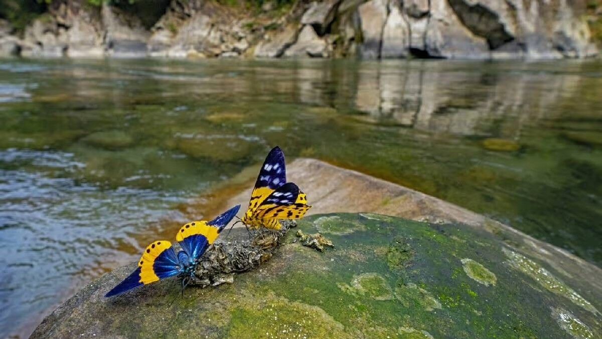 Kelebekler Kampçılar İçin Neden Önemli?